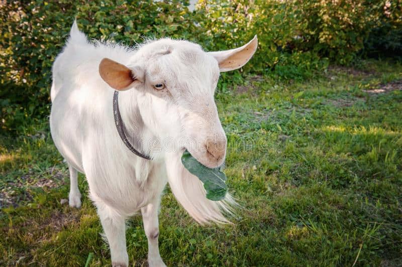 Kecskére káposztát